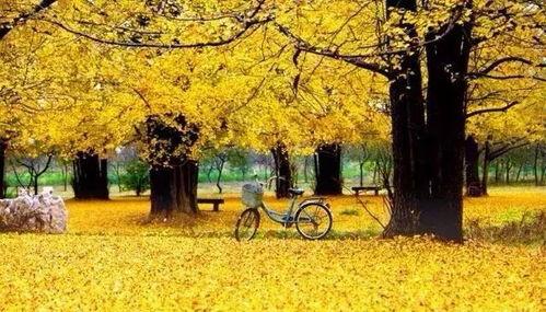 临沂银杏树爆料视频,金黄如梦，美不胜收  第1张